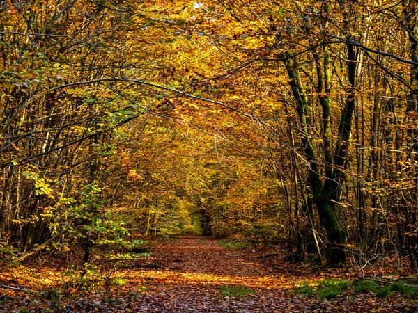 Forest in autumn in full colors, Taunus, Hesse, Germany