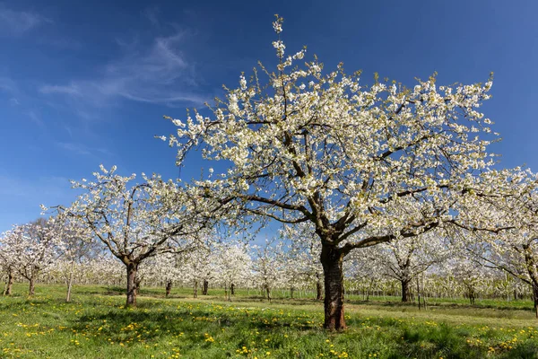 Kersenbloesem Bij Ockstadt Wetterau Hessen Duitsland — Stockfoto