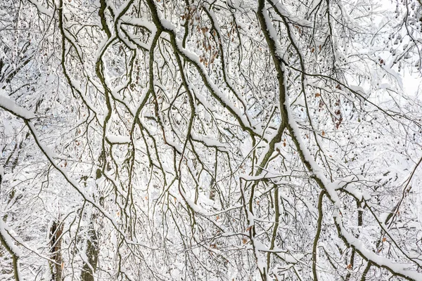 Branches of beech tree in the snow, Taunus, Hesse, Germany