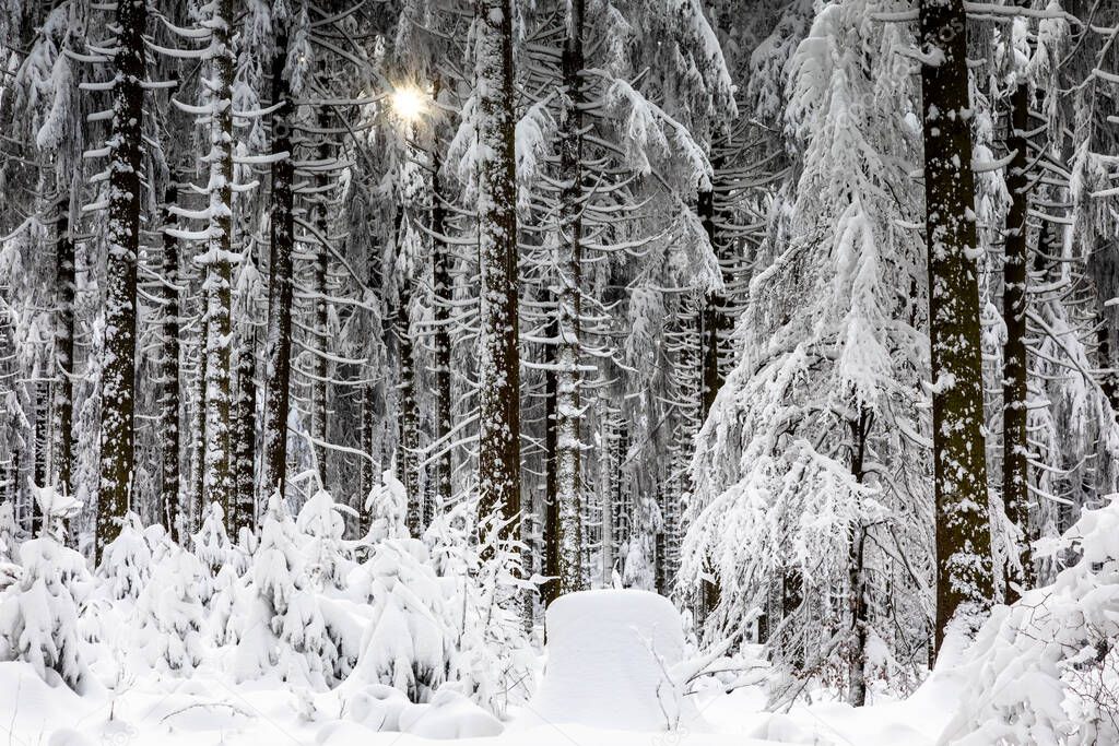 Spruce forest in winter on the Feldberg plateau, Taunus, Hesse, Germany