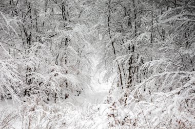 Karda kayın ormanı, Taunus, Hesse, Almanya