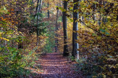 Sonbaharda Kötü Vilbel Ormanı, Hesse, Almanya