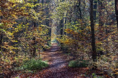 Sonbaharda Kötü Vilbel Ormanı, Hesse, Almanya