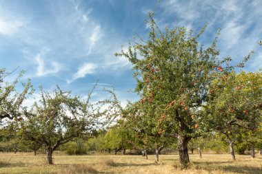Yazın elma ağacı meşesi, Bad Vilbel, Hesse, Almanya