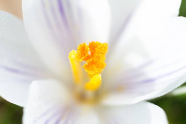 İlkbaharda mor beyaz çizgili bir tarlanın makro 'su