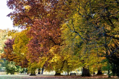 Sonbaharda Bad Homburg parkında ağaçlar, Hessen, Almanya