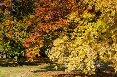 Sonbaharda Bad Homburg parkında ağaçlar, Hessen, Almanya