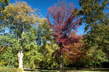 Magnolia soulangeana, Bad Homburg, Hesse, Almanya