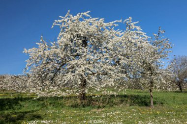 Ockstadt yakınlarındaki kiraz ağacı çiçeği, Wetterau, Hessen, Almanya