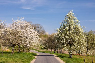 Ockstadt yakınlarındaki kiraz ağacı çiçeği, Wetterau, Hessen, Almanya