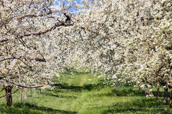 ドイツヘッセン州ウェッターラウ州オククシュタット付近の桜 — ストック写真