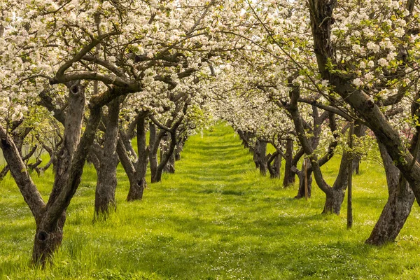 Apple tree orchard in full blossom, Wetterau, Hessen, Germany