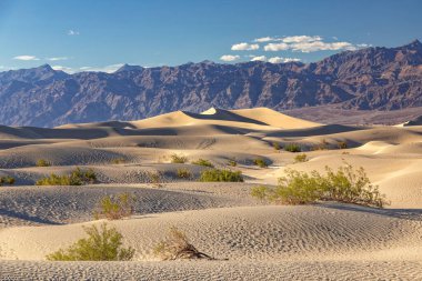 Mesquite Düz Kum Tepeleri, Ölüm Vadisi boyunca yükselen ve dökülen dalgalar halinde, ipek kıvrımları çöl güneşi altında parlıyordu. Ön planda, küçük çalılar toprağın sertliğine meydan okuyor, bir kum denizinin ortasındaki hayat ceplerini sağlamlaştırıyor..