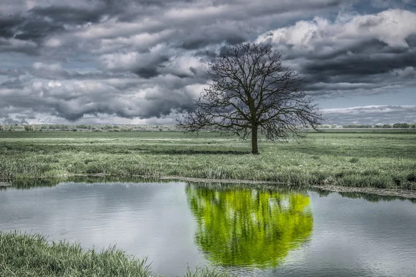 Tree — Stock Photo, Image