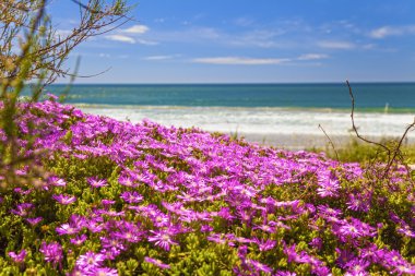 küçük Eflatun çiçekler