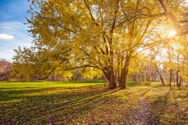 güzel sonbahar ağacı