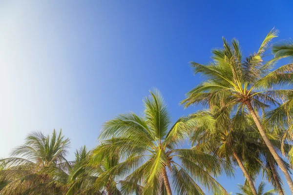 Palmiye ağaçları ve mavi gökyüzü — Stok fotoğraf