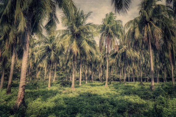 Palm trees — Stock Photo, Image