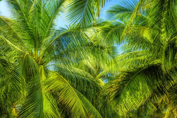 Palm — Stock Photo, Image