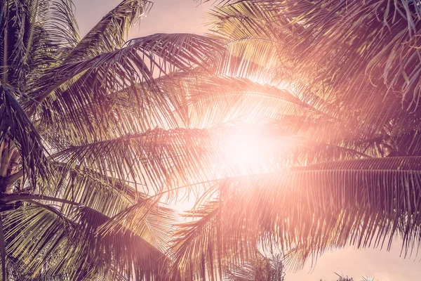 Palms and sunset — Stock Photo, Image