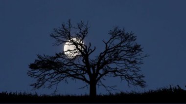 Zaman aşımı. Yanlız bir ağaç, masmavi bir gökyüzüne karşı, parlak bir ay ışığıyla, sönük bir siluet gibi duruyor. Bu sakin kırsal alan sakin ve gizemli bir şekilde taşınır.