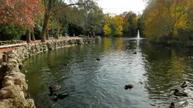 Parktaki bir gölette sakin bir sonbahar sahnesi. Ördeklerin, kayadan kenarlı bir bankanın, uzak bir çeşmenin ve renkli yaprakların olduğu. Doğa, açık hava ve eğlence temalı hisse senedi tasvirleri için mükemmel..