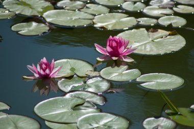Su birikintisi arka plan üzerinde çiçek açan Nilüfergiller ya da pembe renkli taze lotus çiçeği veya nilüfer çiçeği