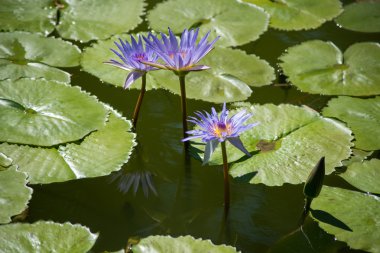 Su birikintisi arka plan üzerinde çiçek açan Nilüfergiller ya da pembe renkli taze lotus çiçeği veya nilüfer çiçeği