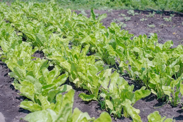 Groene salade geïsoleerd — Stockfoto