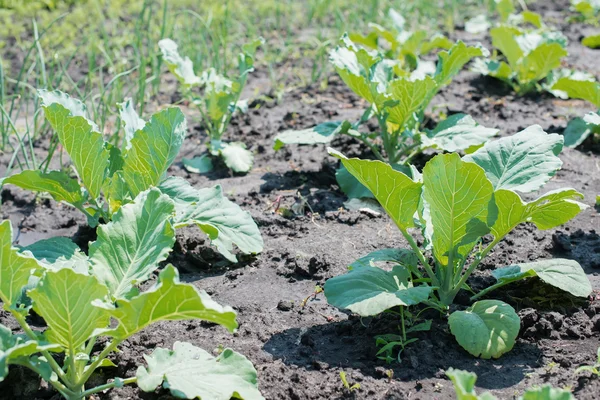 Campo de repollo — Foto de Stock