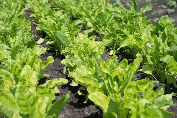 Groene salade geïsoleerd — Stockfoto