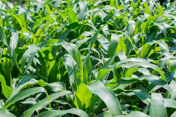 Un campo de maíz verde, campo de cultivo — Foto de Stock