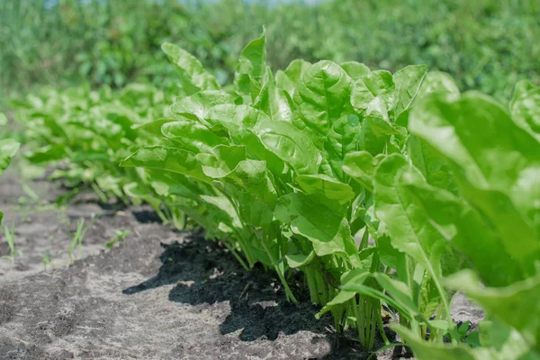 Green salad isolated — Stock Photo, Image