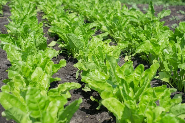 Grüner Salat isoliert — Stockfoto