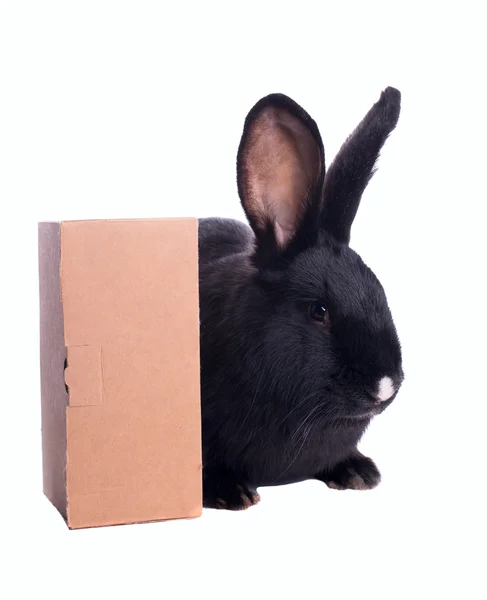 Pittig dwerg zwarte bunny geïsoleerd op witte achtergrond — Stockfoto