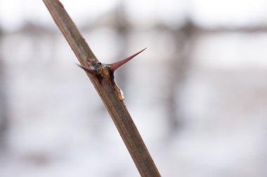 Thorn ağaç kök parçası çok uzun karıncalanma ile