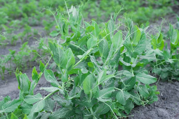 Peas growing in bed — Stock Photo, Image