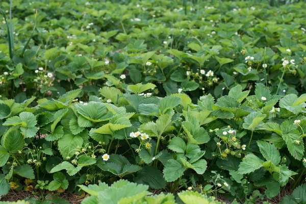 開花イチゴ - 有機農場でいちごベッド — ストック写真