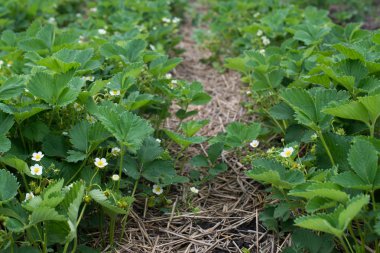 Çiçek açması çilek - organik çiftlik çilek yatakta