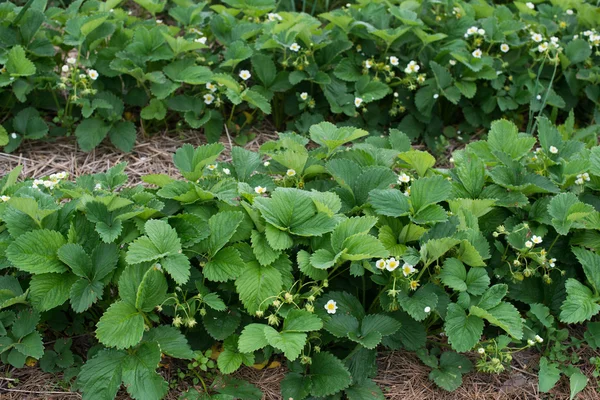 Fragole in fiore - letto alla fragola in azienda biologica — Foto Stock