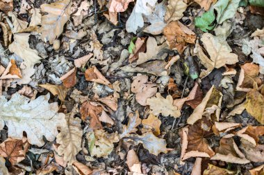 Sonbahar Yaprakları