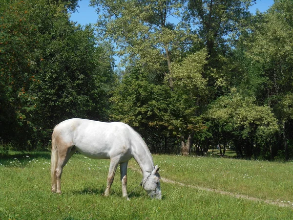绿色的草地上公园白马 — 图库照片
