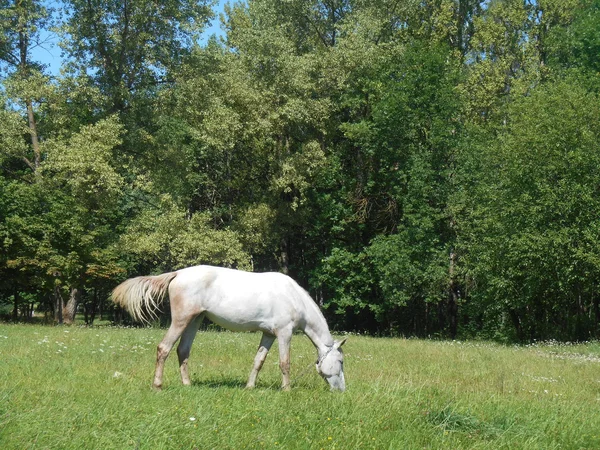 Cavalo branco no parque na grama verde — Fotografia de Stock