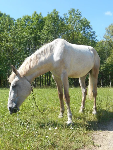 White horse in the park on the green grass — Stock Photo, Image