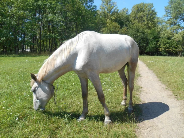 Cavallo bianco nel parco sull'erba verde — Foto Stock