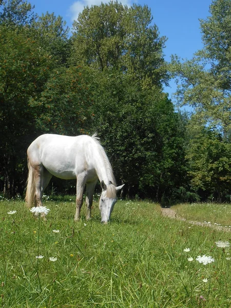 White horse in the park on the green grass — Stock Photo, Image