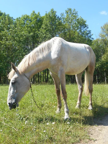 Bílý kůň v parku na zelené trávě — Stock fotografie
