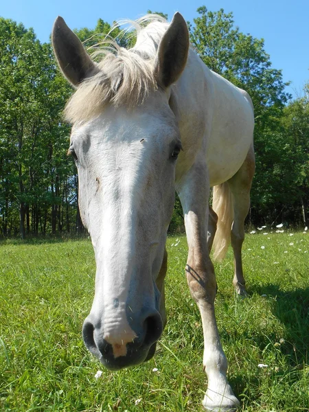 Білий кінь у парку на зеленій траві — стокове фото