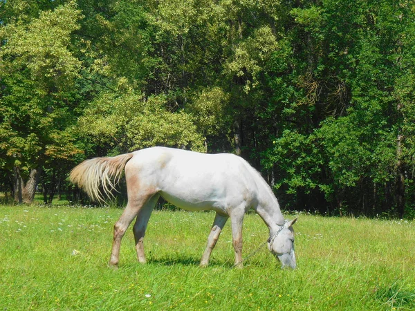 Білий кінь у парку на зеленій траві — стокове фото