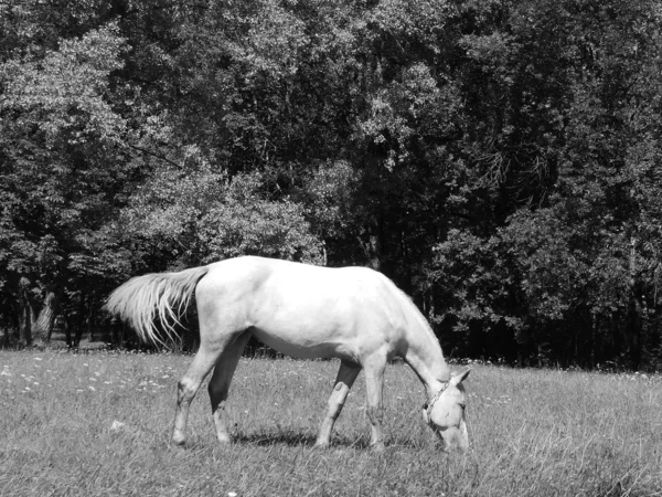 White horse park fekete-fehér fénykép — Stock Fotó